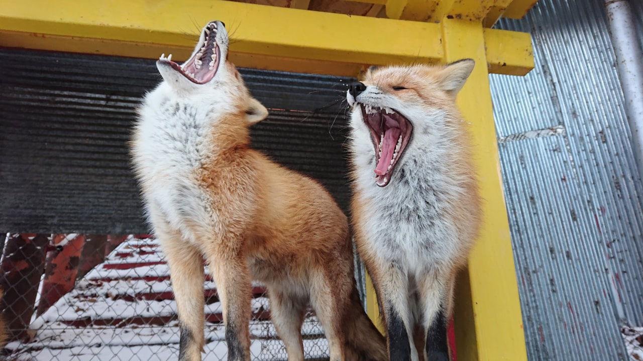 Two red foxes screaming